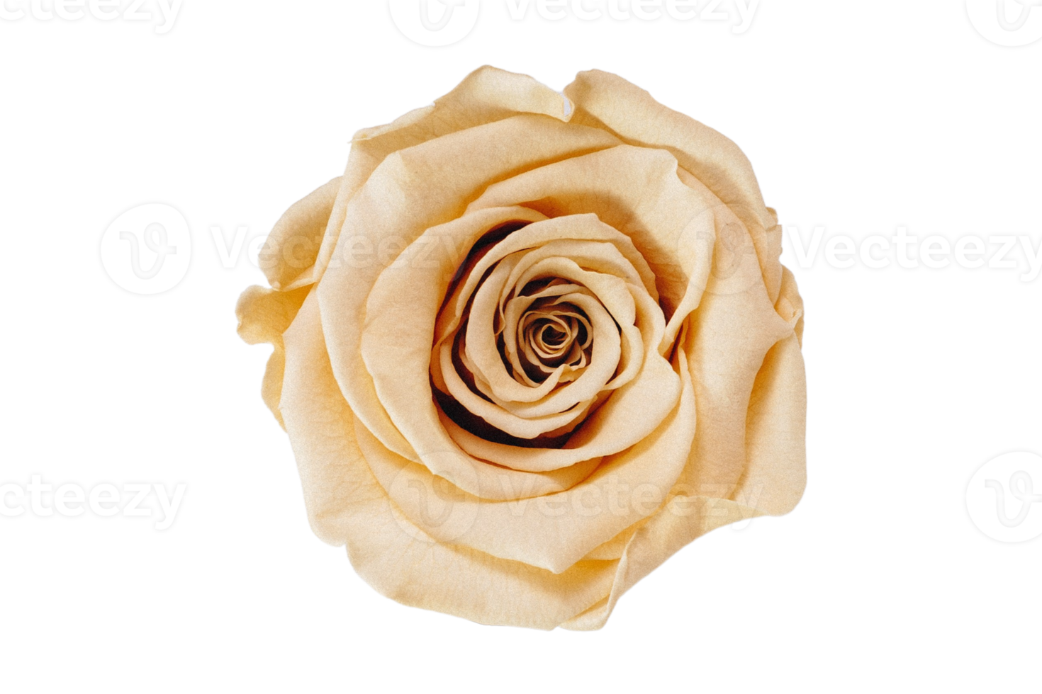 Beige flower isolated on a transparent background png