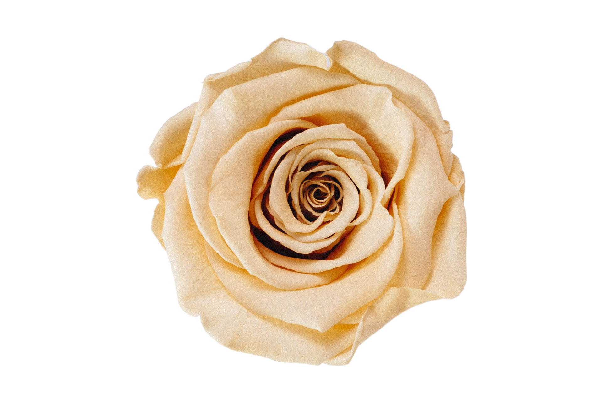 beige flower background