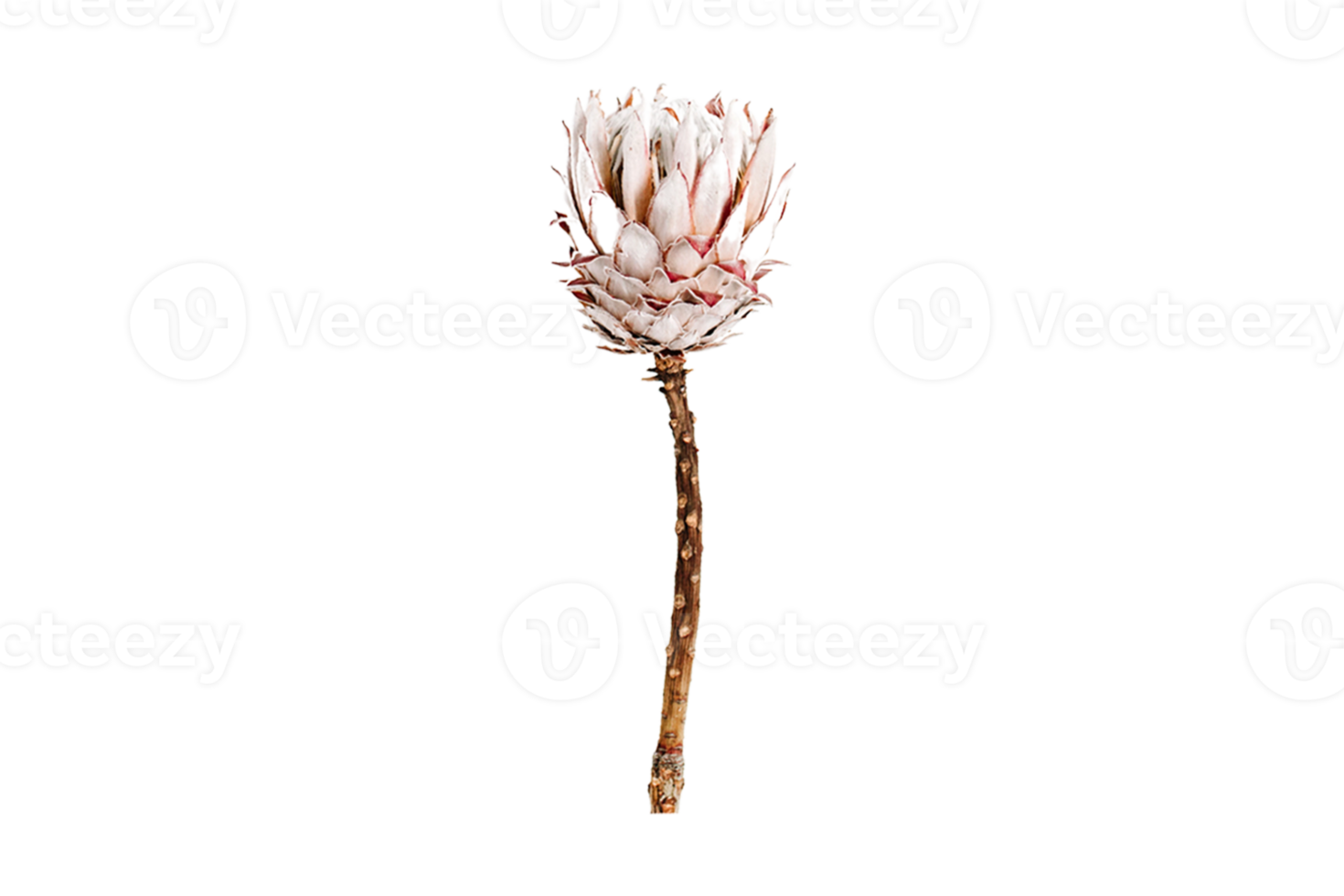 Brown dried flower isolated on a transparent background png