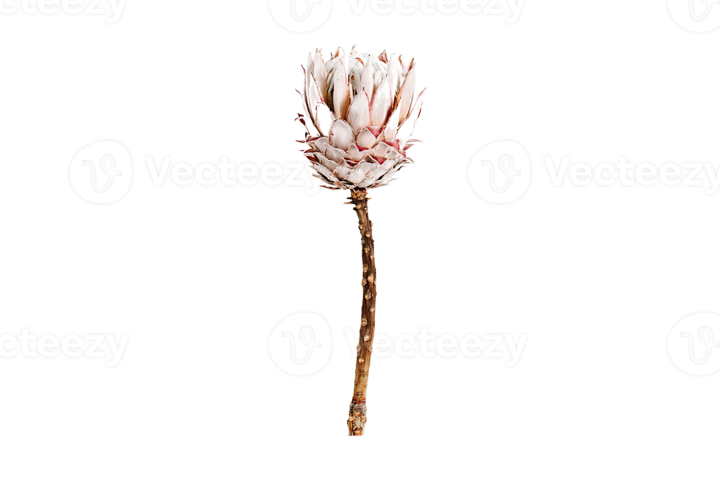 marron séché fleur isolé sur une transparent Contexte png