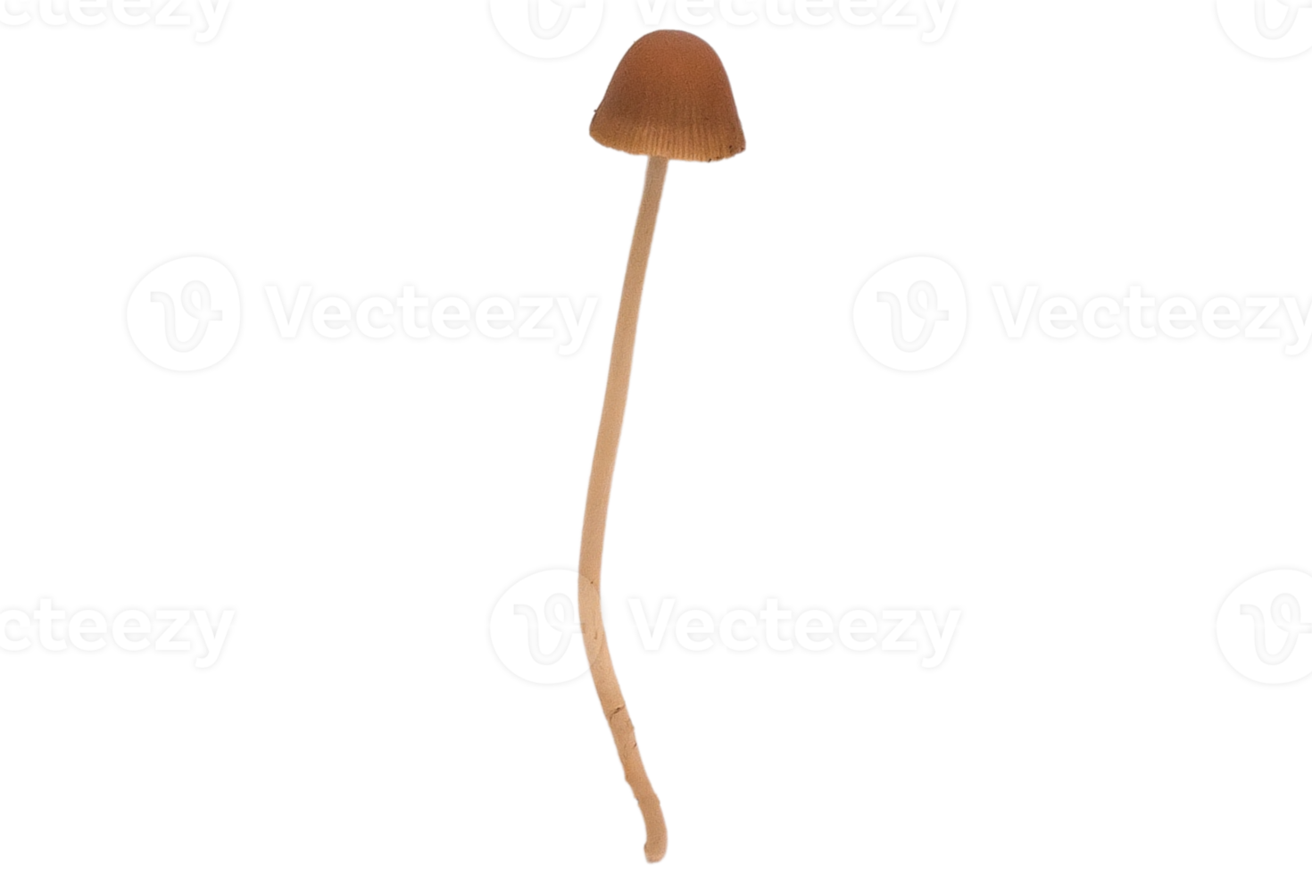 seta vegetales aislado en un transparente antecedentes png