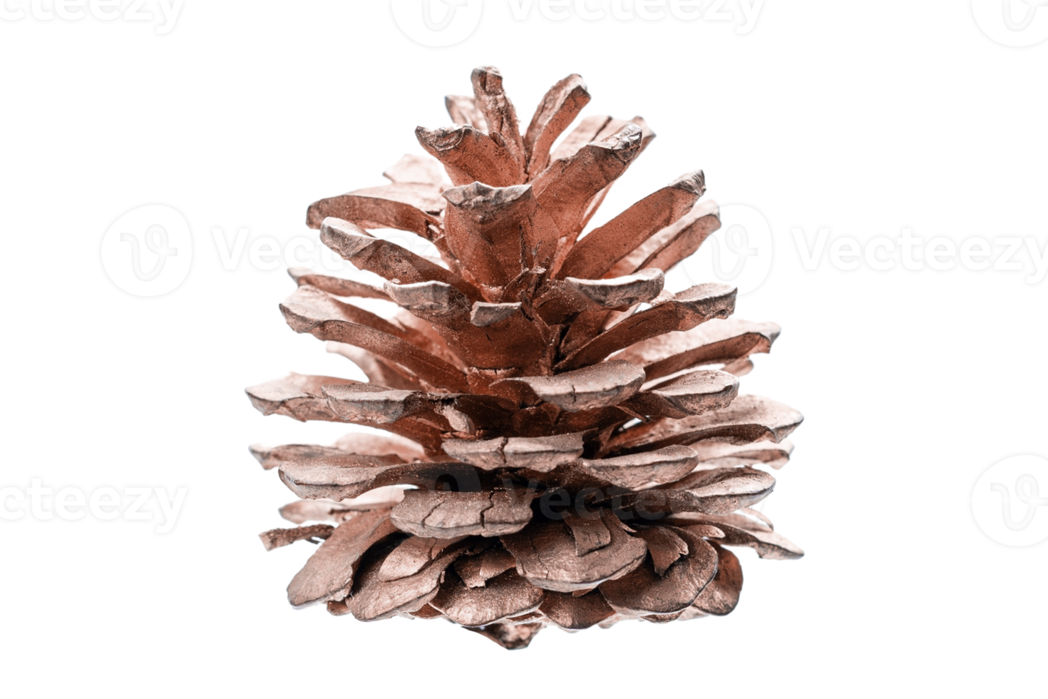 Pink pine cone isolated on a transparent background png
