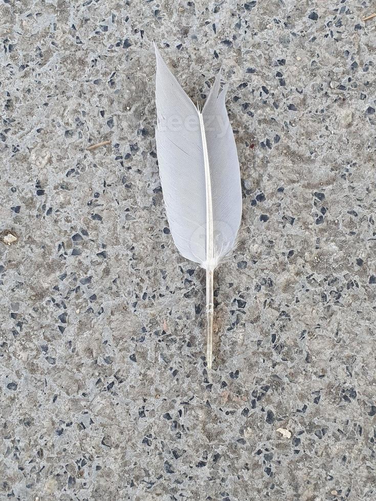 white imperfect feather on a stone background photo