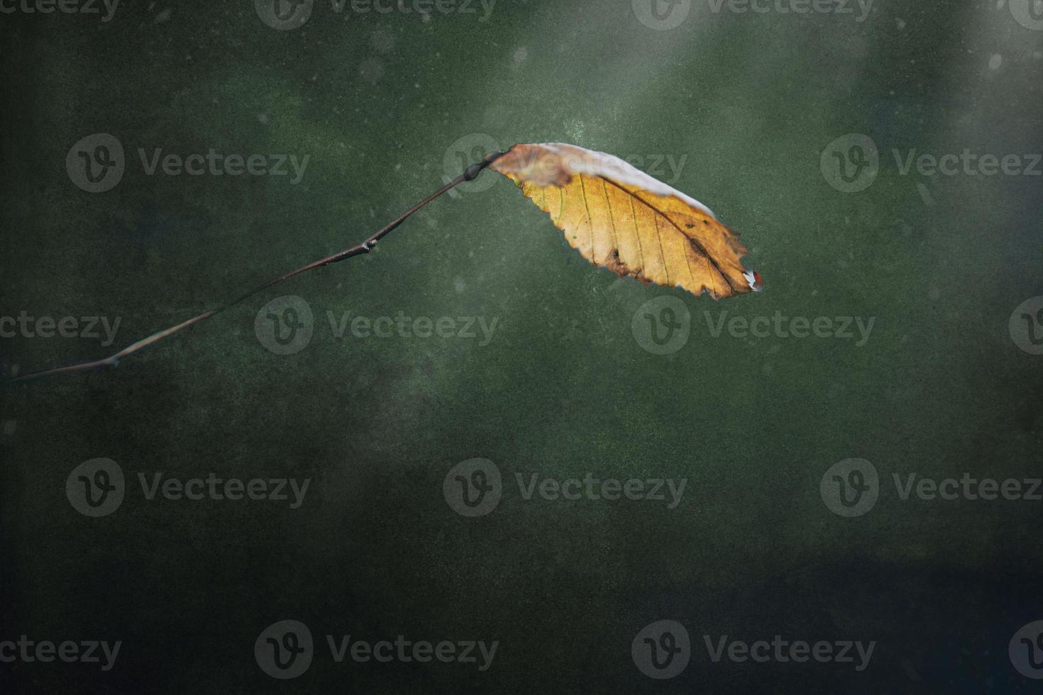 autumn golden leaf on the branch on the original background photo