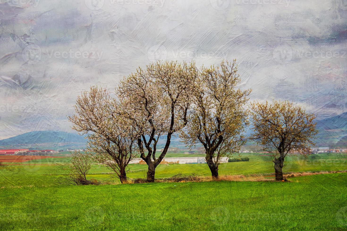 spring landscape from aragon in spain with three flowering trees in a cloudy day photo