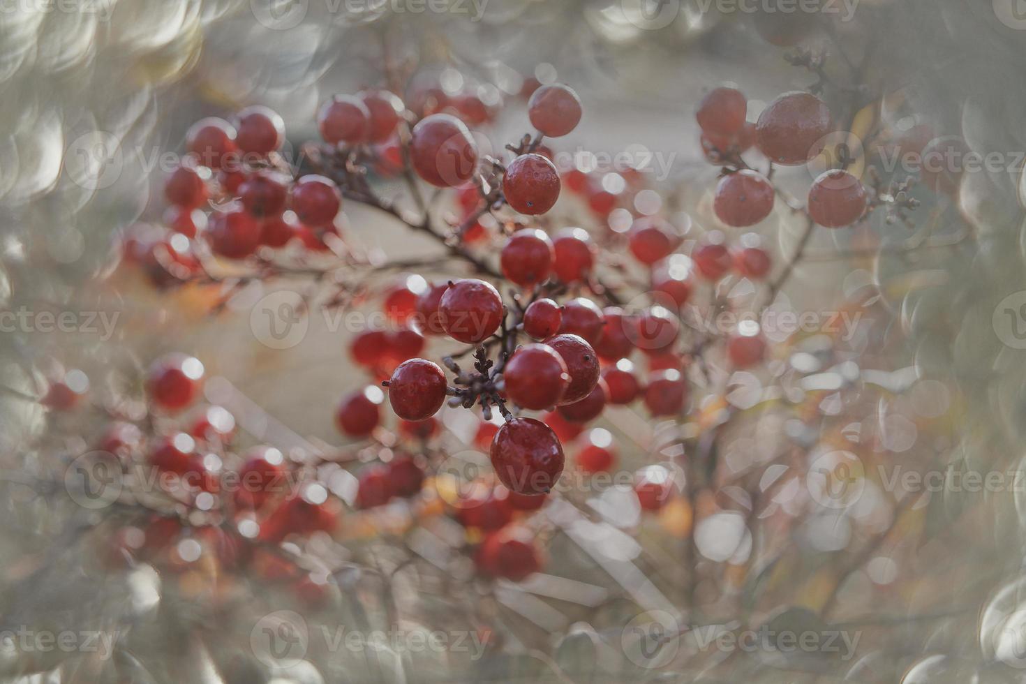 red ornamental fruits on the vine in autumn day in sunset and bokeh light photo