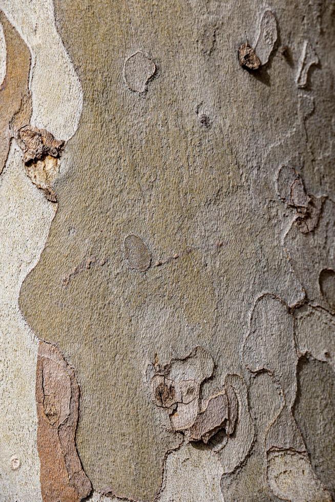 l bark of a plane tree close-up natural background photo