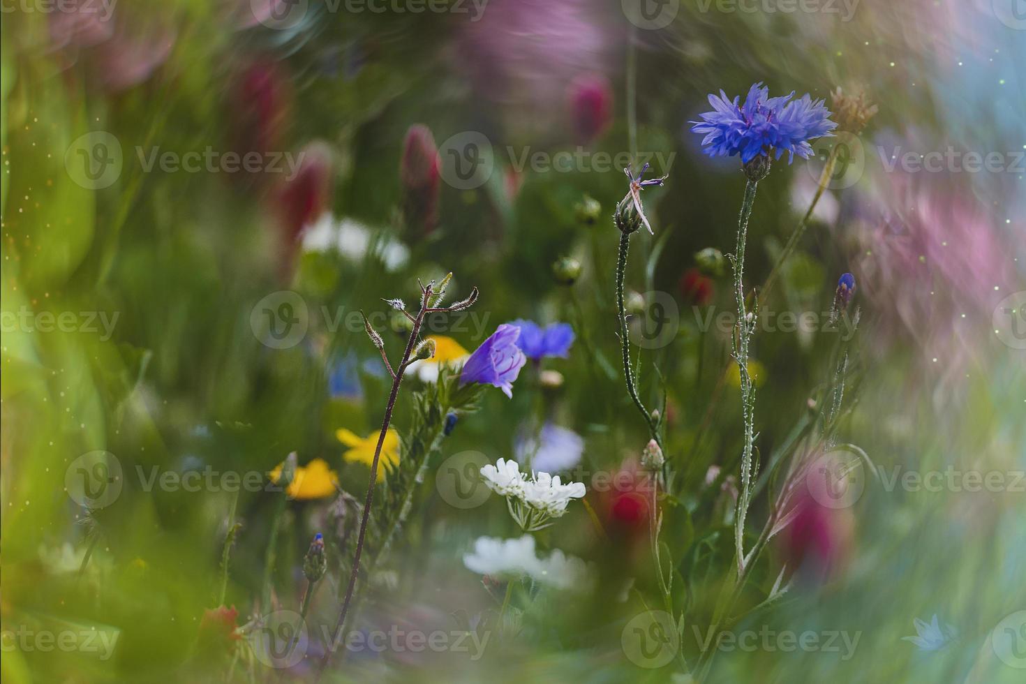 flores silvestres en un prado de cerca en Europa en un calentar verano día foto