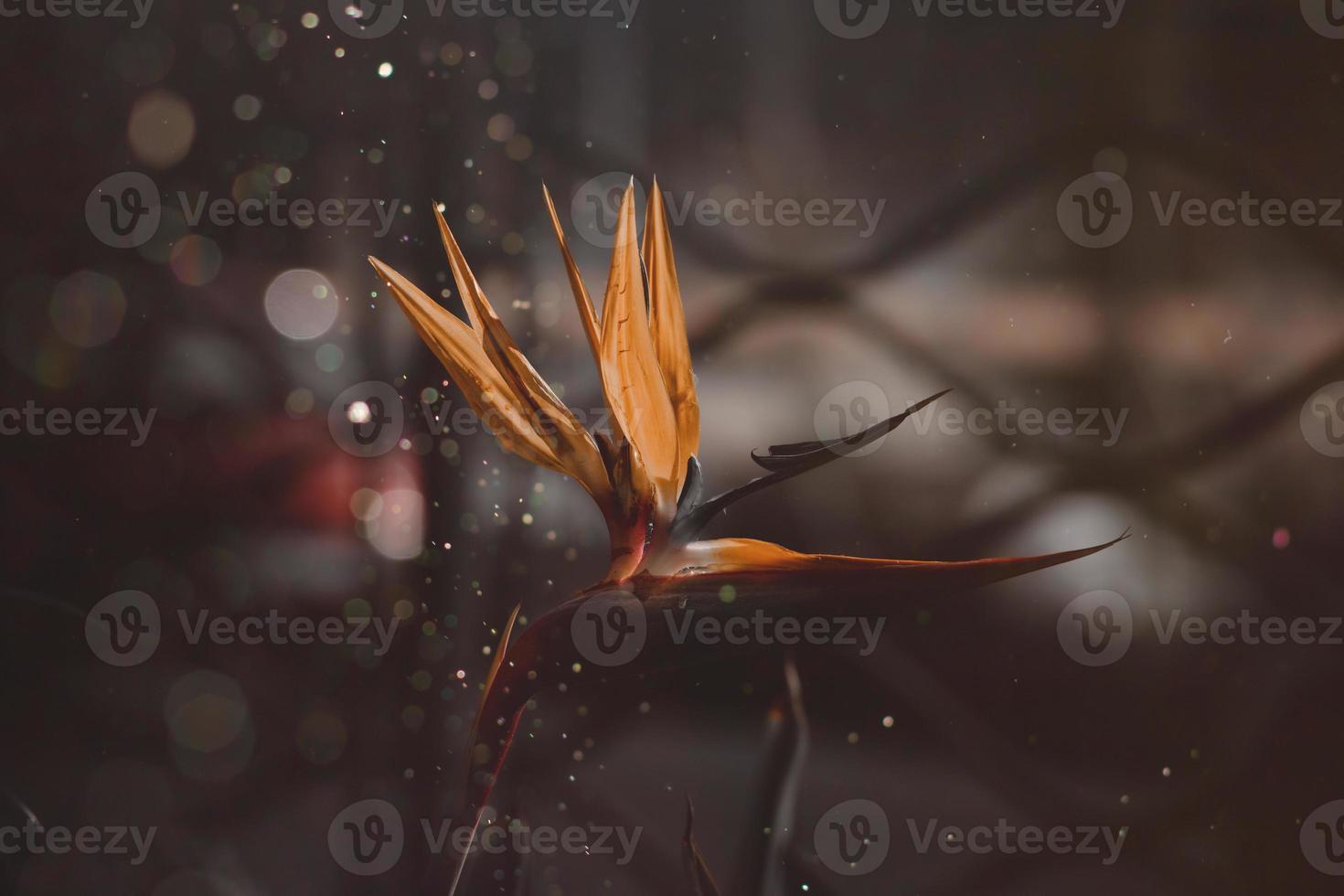 orange regal strelitzia in the garden in the warm rays of the sun photo