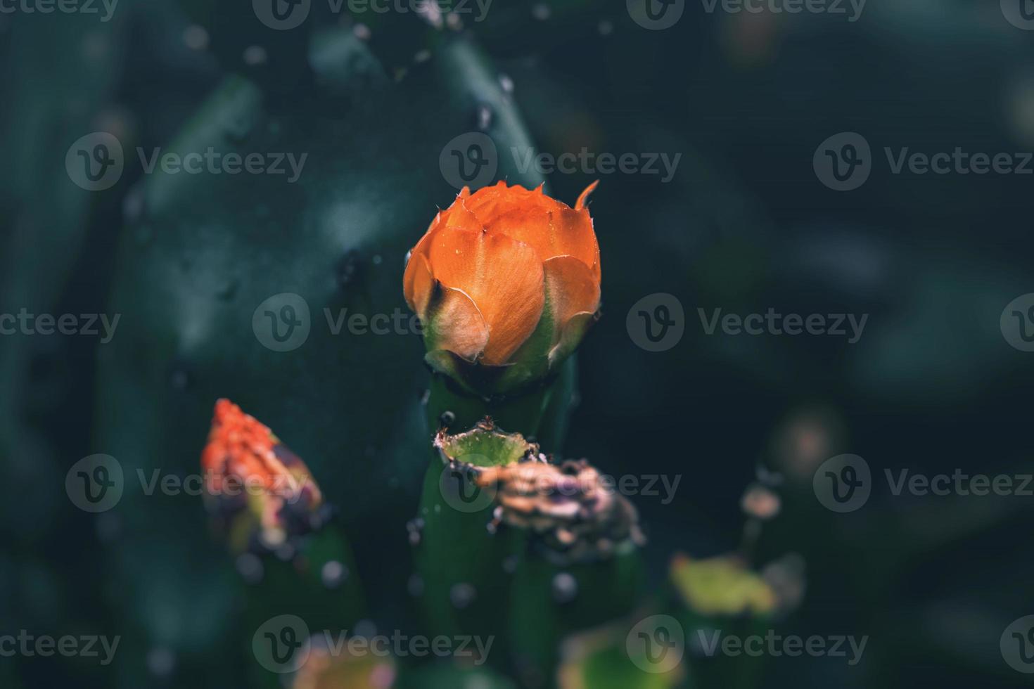 orange prickly pear cactus flower on a background of green in the garden photo