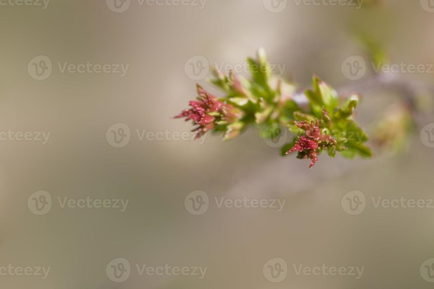 a l small delicate first spring bud on a tree branch photo