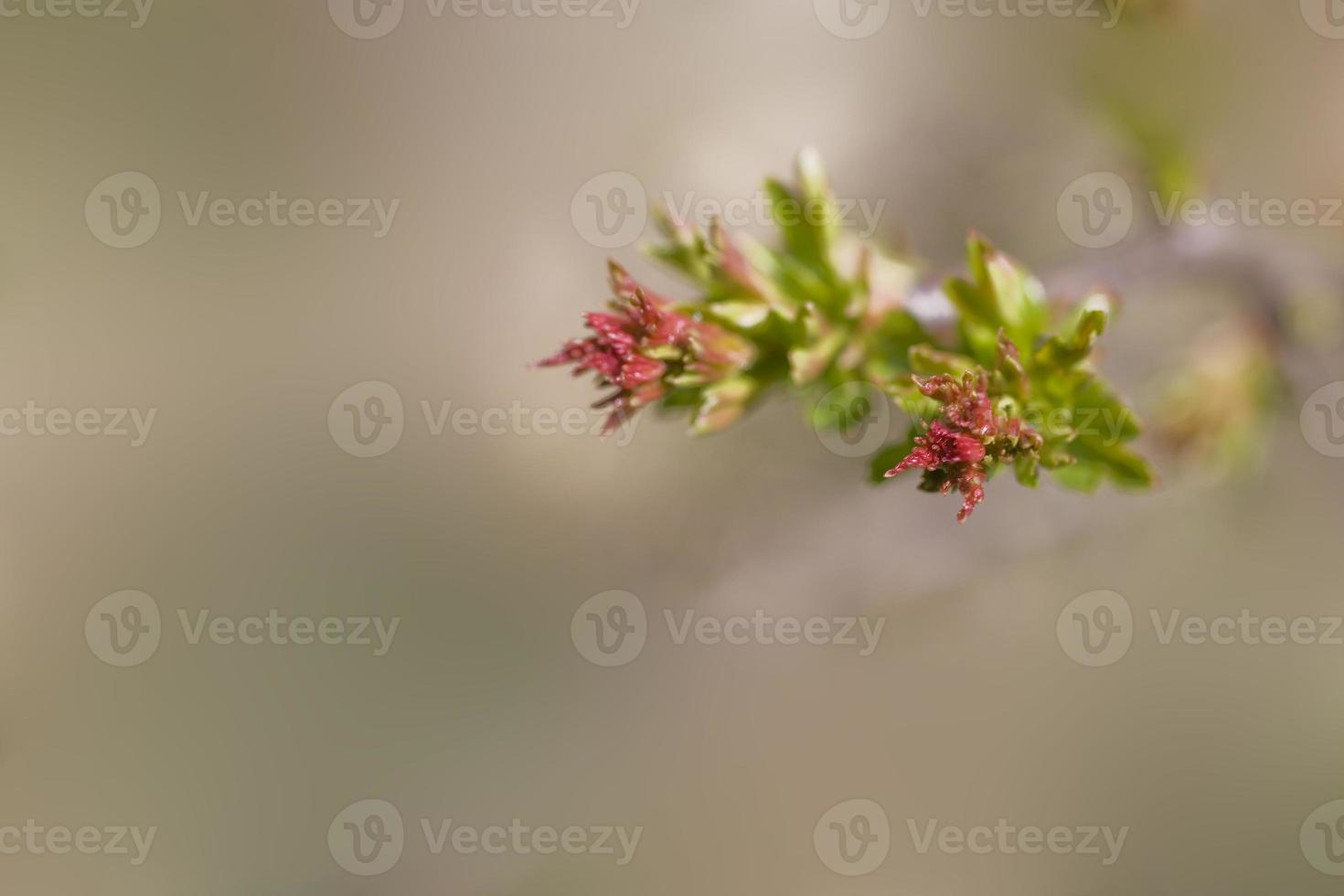 un l pequeño delicado primero primavera brote en un árbol rama foto