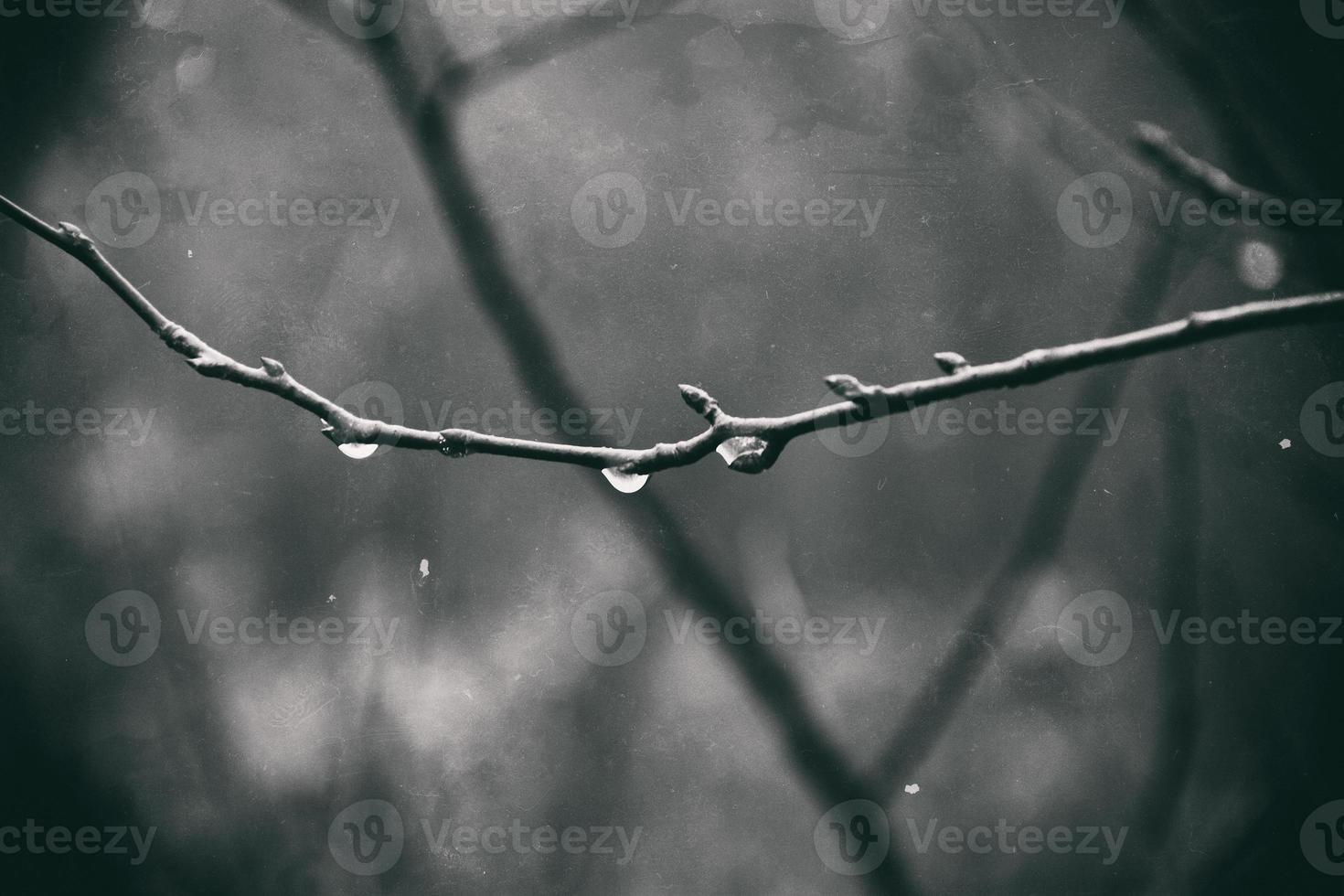 autumn plants with drops of water after the November freezing rain photo