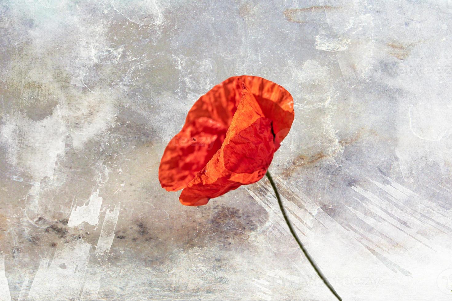 rojo amapola flor terminado blanco aislado antecedentes en de cerca foto