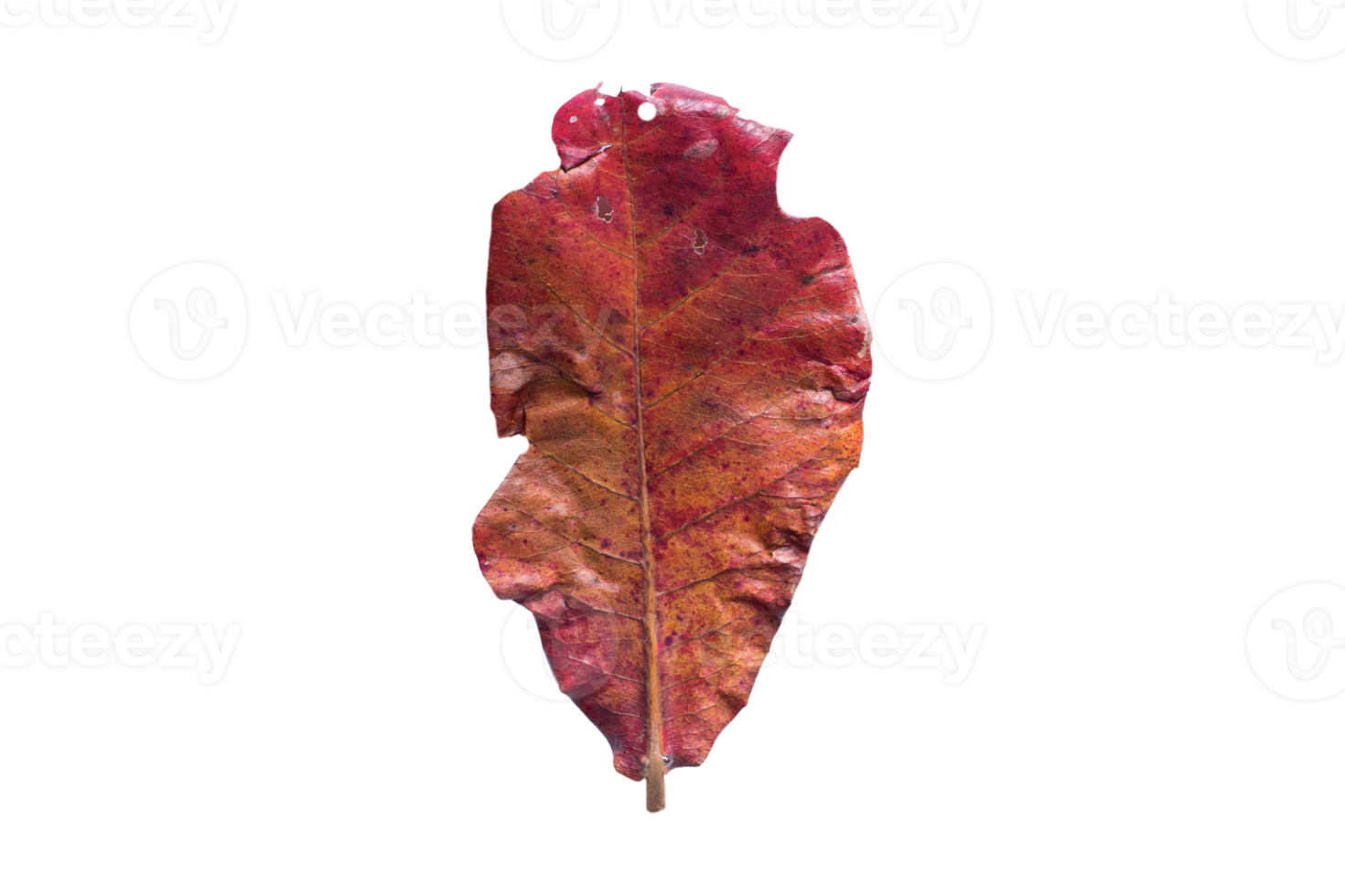 Orange dried leaf isolated on a transparent background png