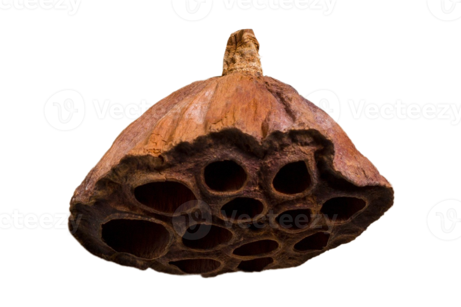 Brown dried plant isolated on a transparent background png