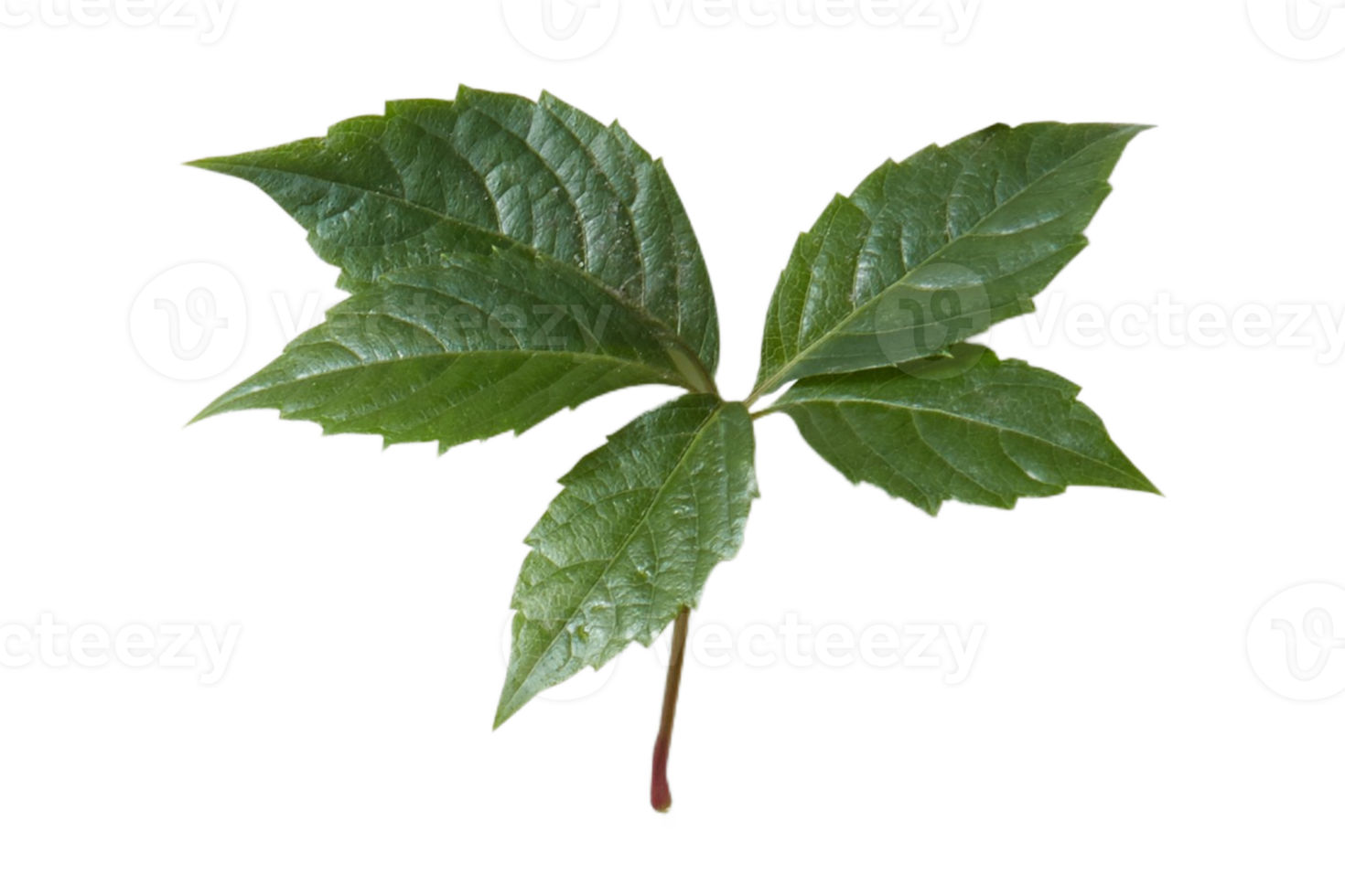 Green leaves isolated on a transparent background png