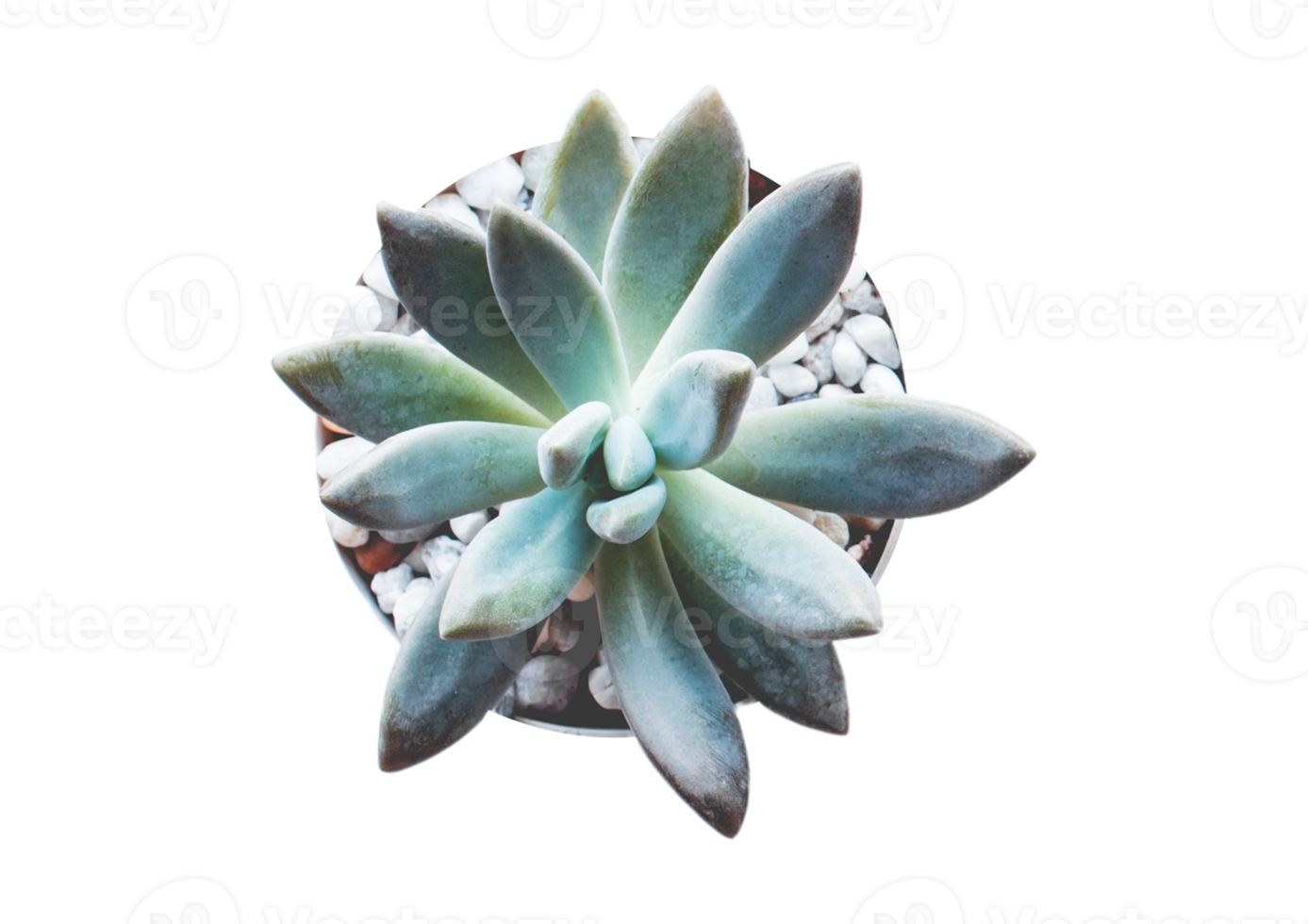 succulent plante isolé sur une transparent Contexte png