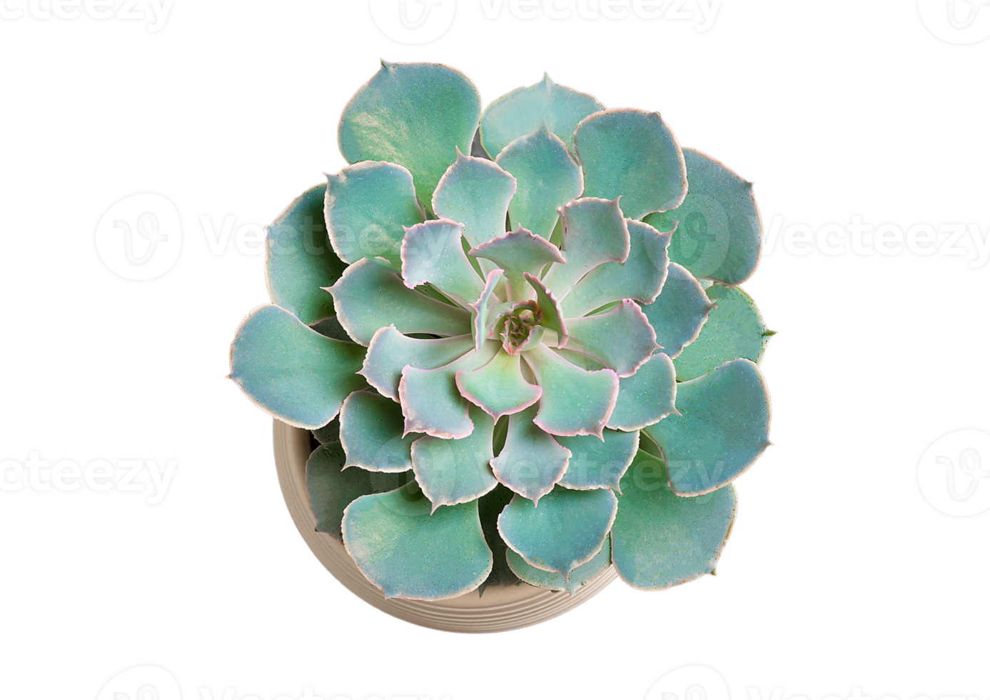 Succulent flower isolated on a transparent background png