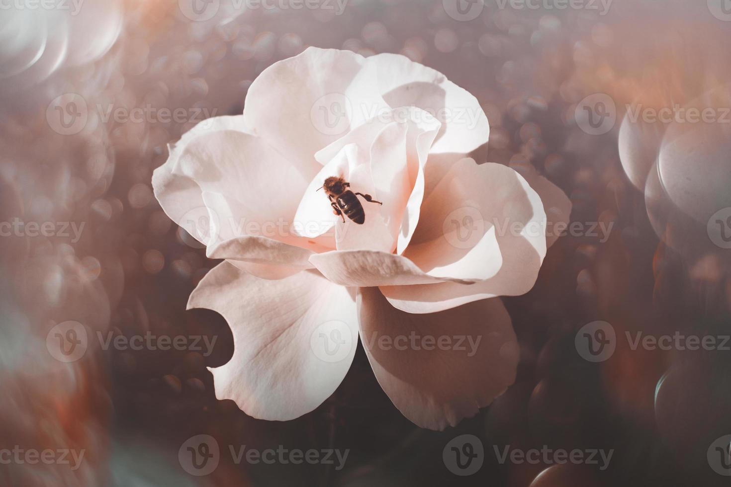 white rose in warm autumn sun in closeup and bokeh photo