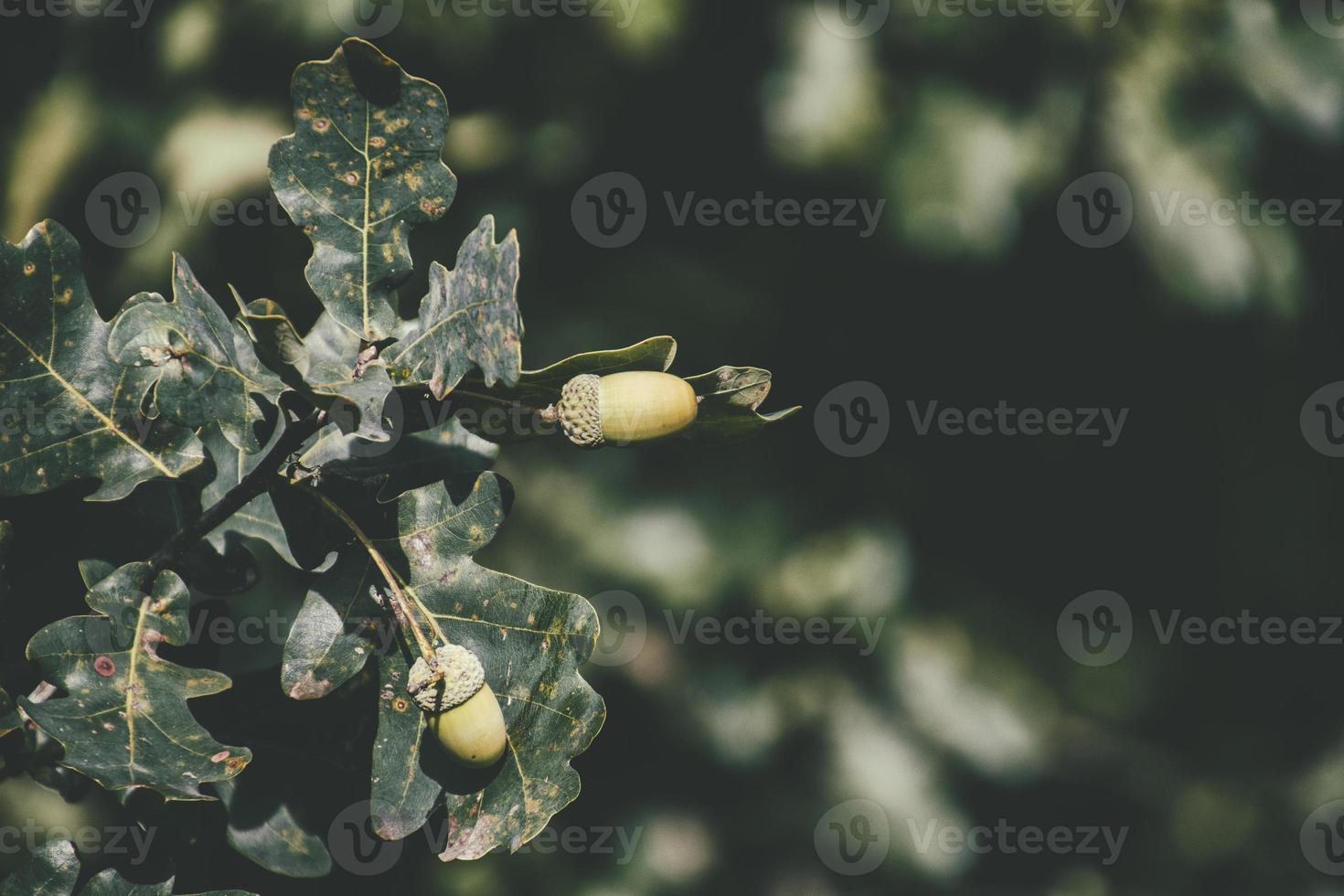 verde otoño bellotas en el rama de un roble entre el hojas foto