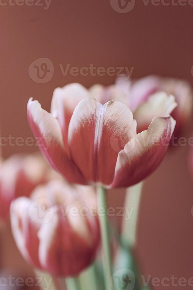delicate spring yellow-red tulip in close-up on background photo