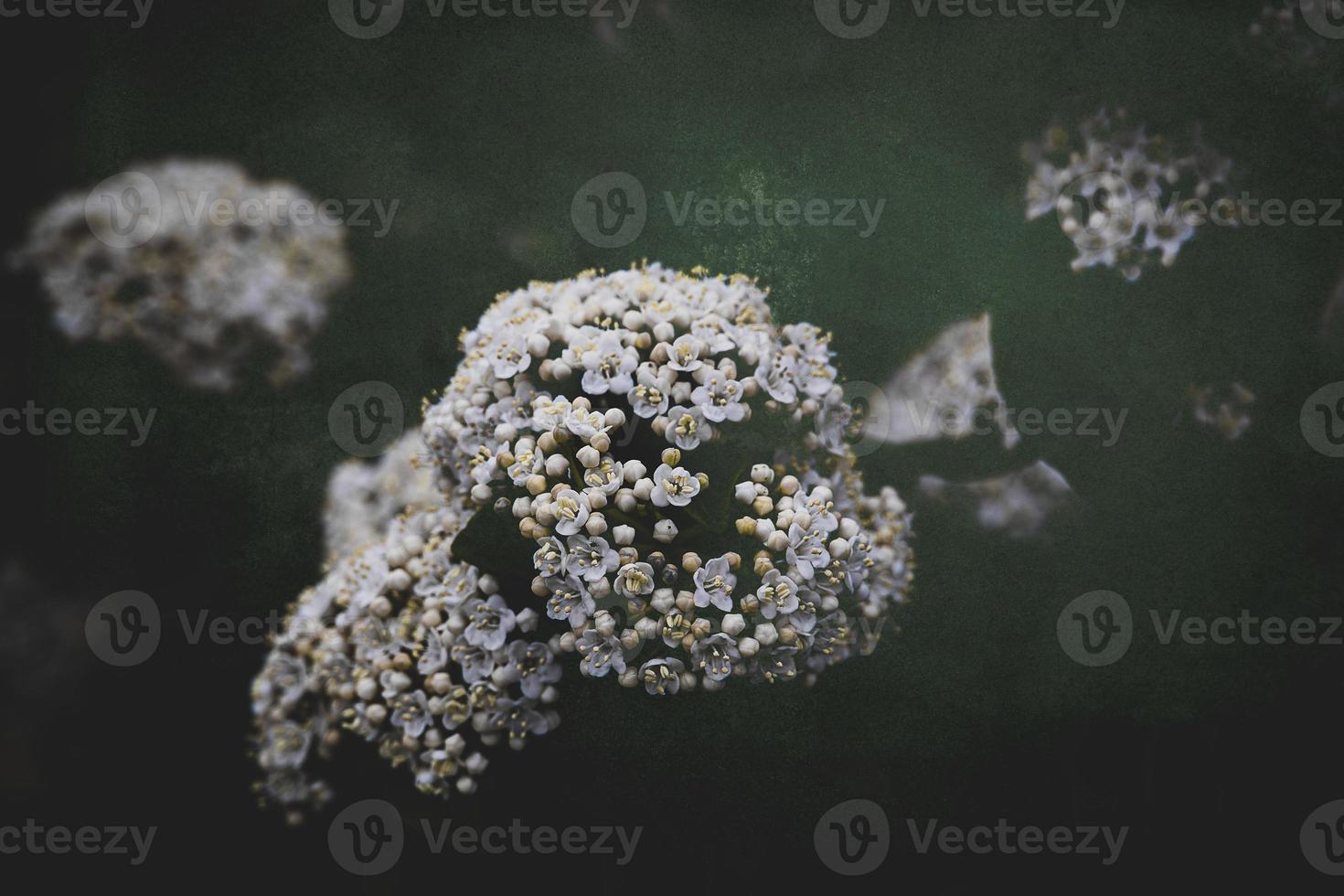 white flower on the bush over green background in close-up in a natural environment spring day photo