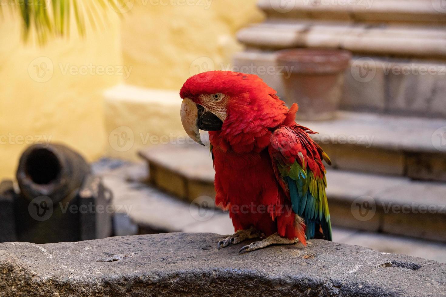 red big macaw parrot bird in closeup photo