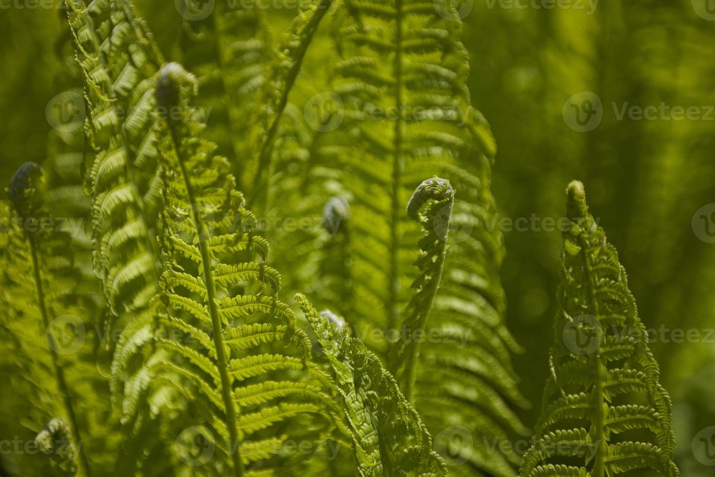 bright green background with young spring fern leaves photo