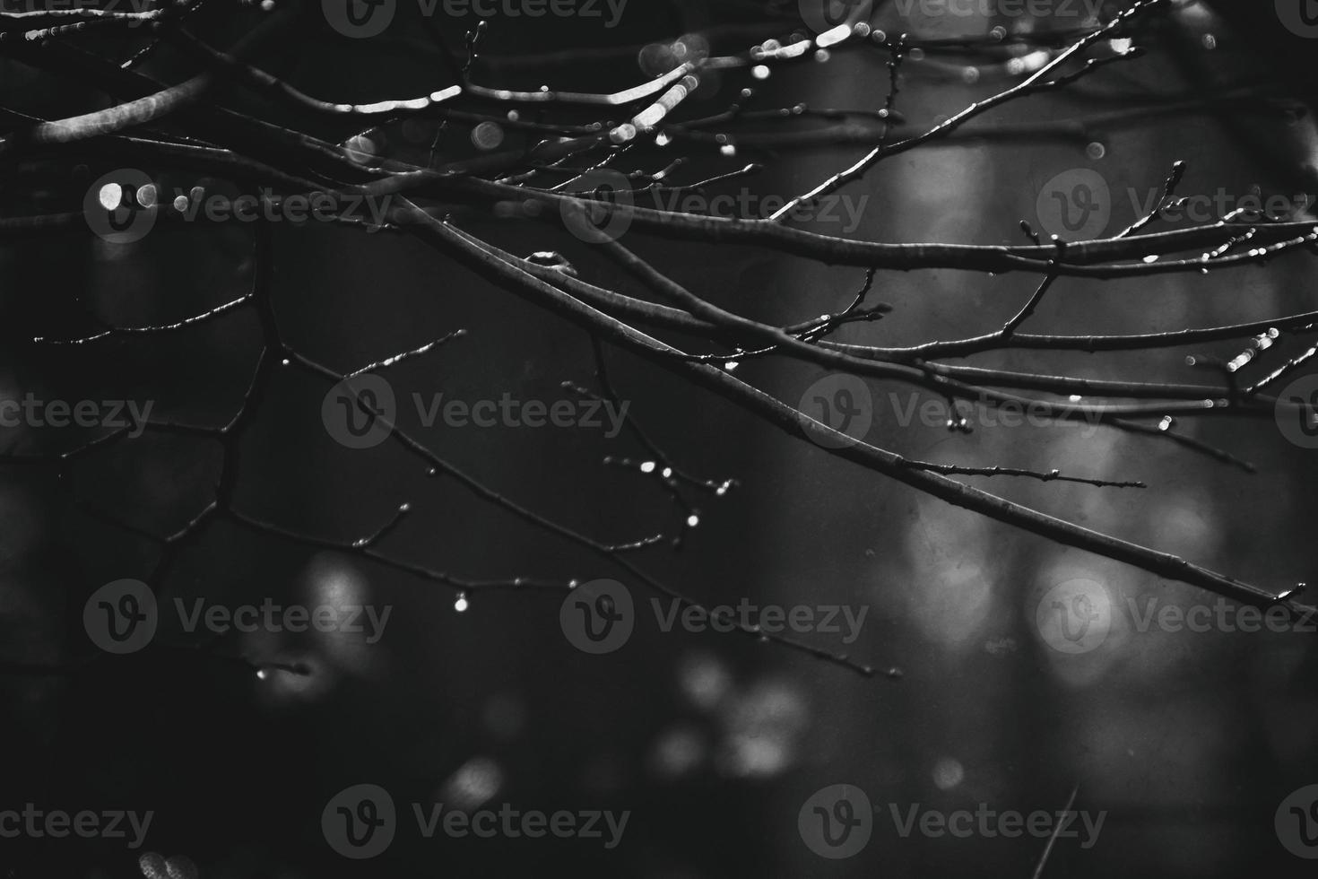 autumn branches of a tree dressed in leaves and raindrops shining in the sun photo