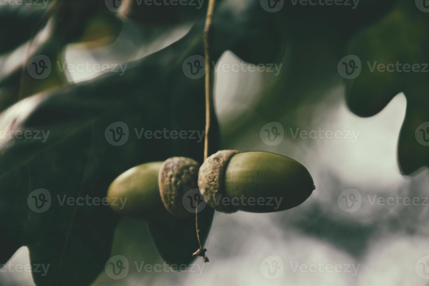 green autumn acorns on the branch of an oak among the leaves photo