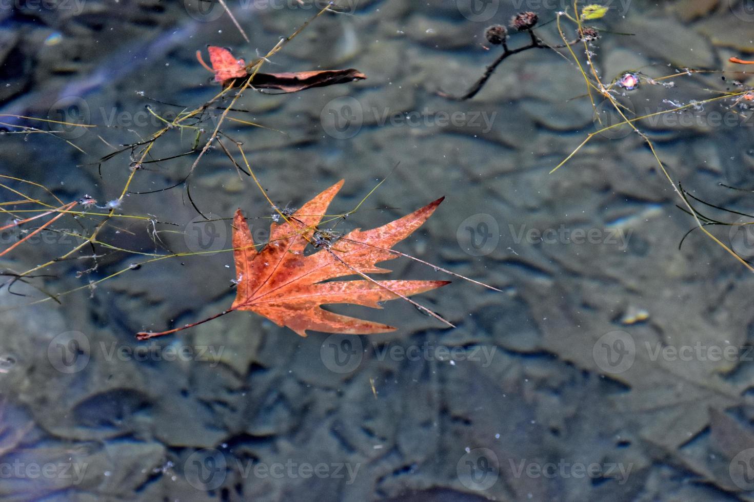 otoño de colores hoja acostado en limpiar frío agua foto