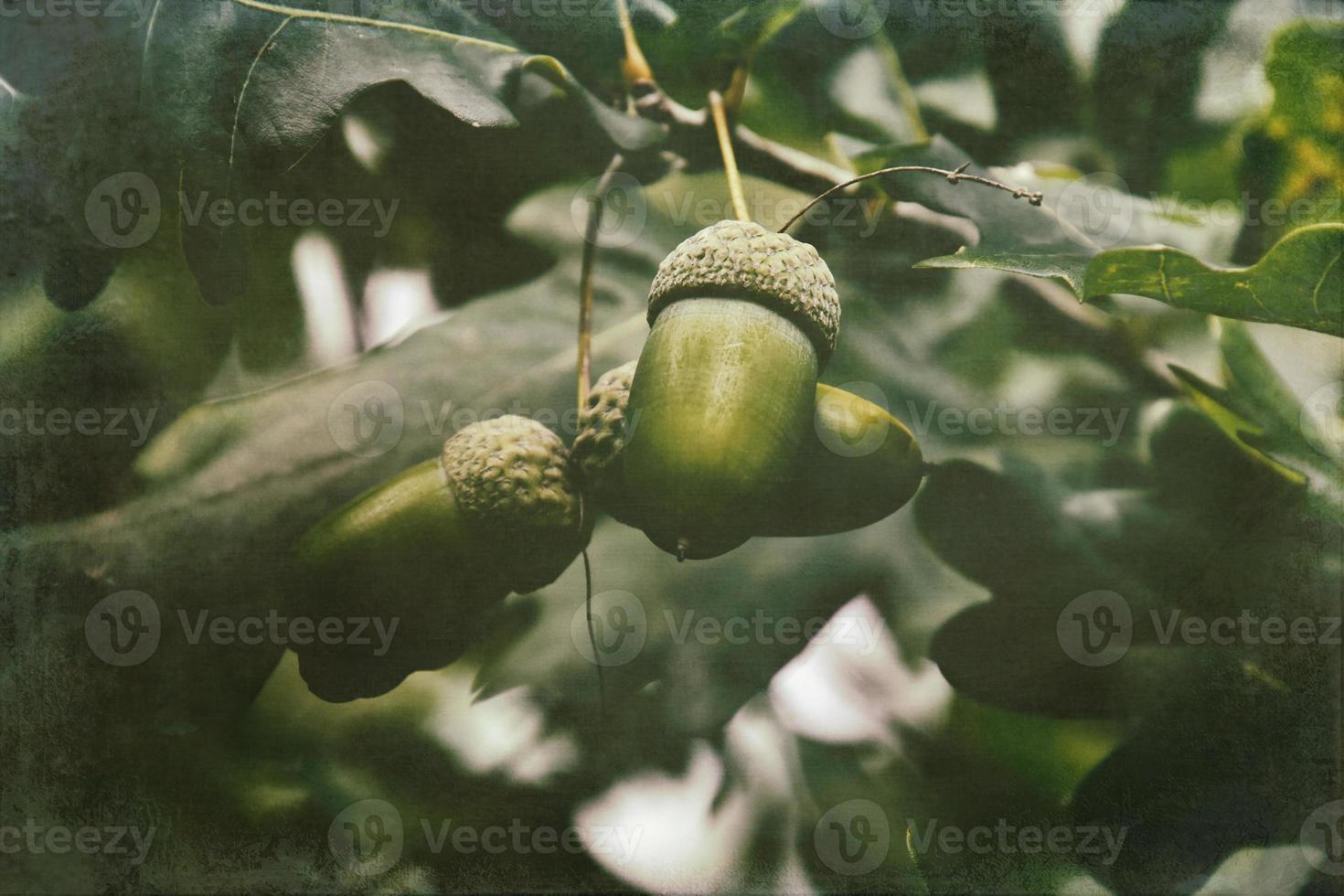 green autumn acorns on the branch of an oak among the leaves photo