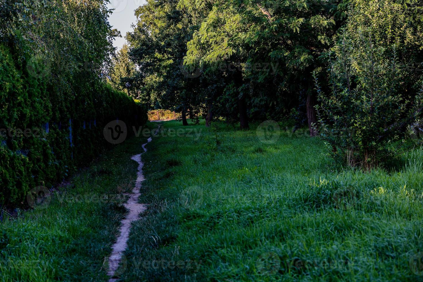 verano paisaje Roca camino entre verde plantas y abedules foto