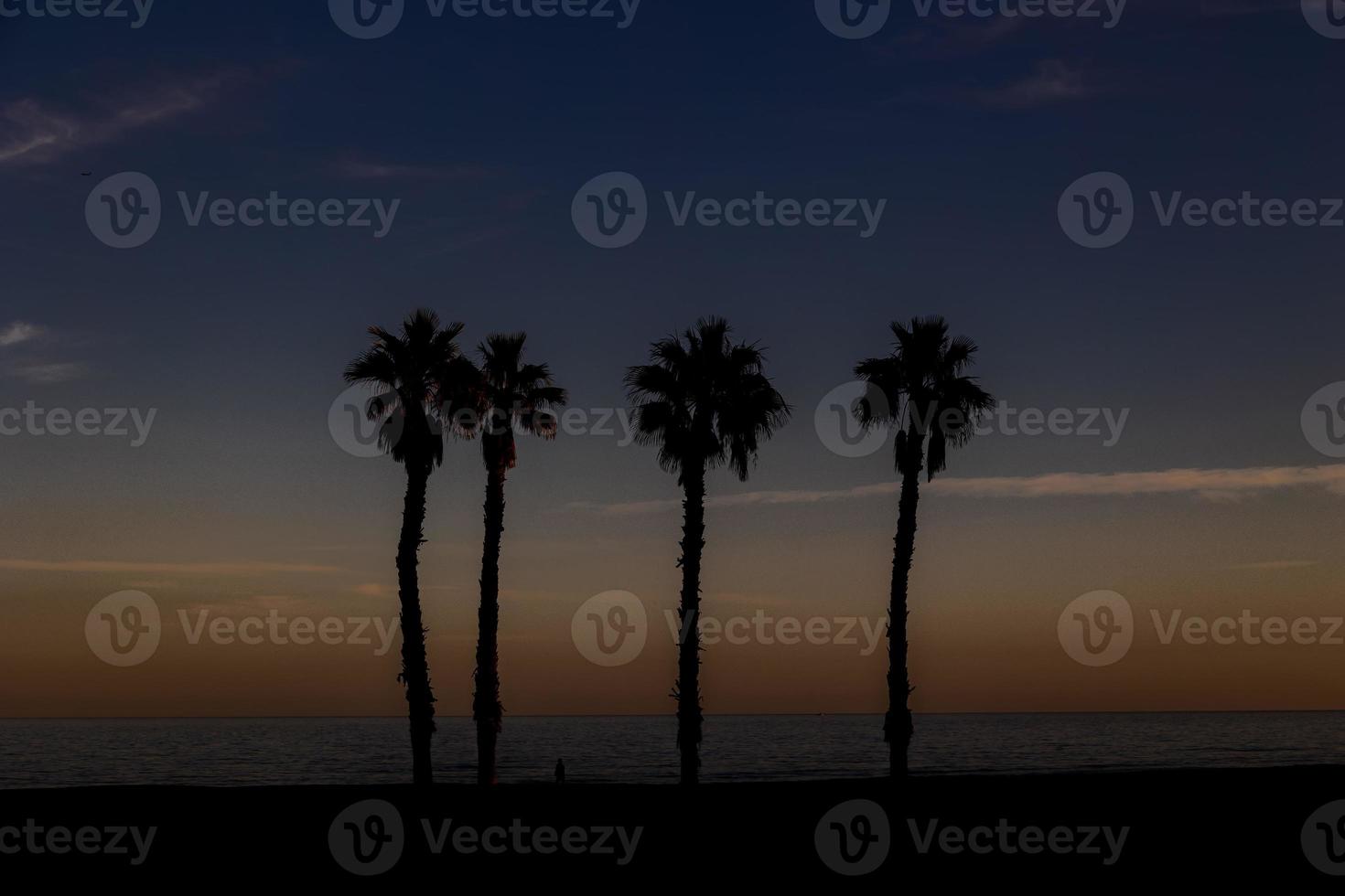 seaside landscape peace and quiet sunset and four palm trees on the beach photo