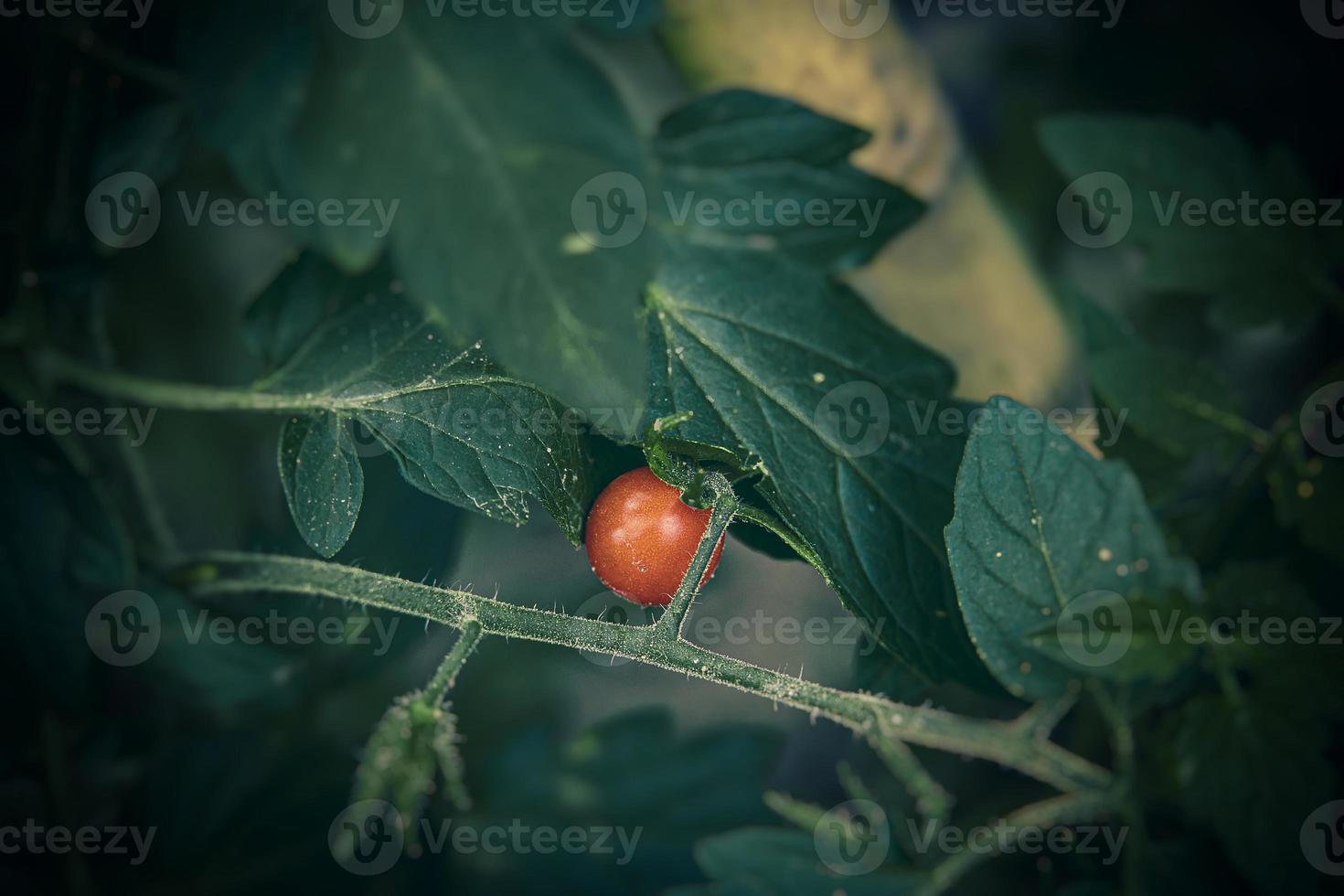 small green and red organic cherry tomatoes on a bush in the garden photo
