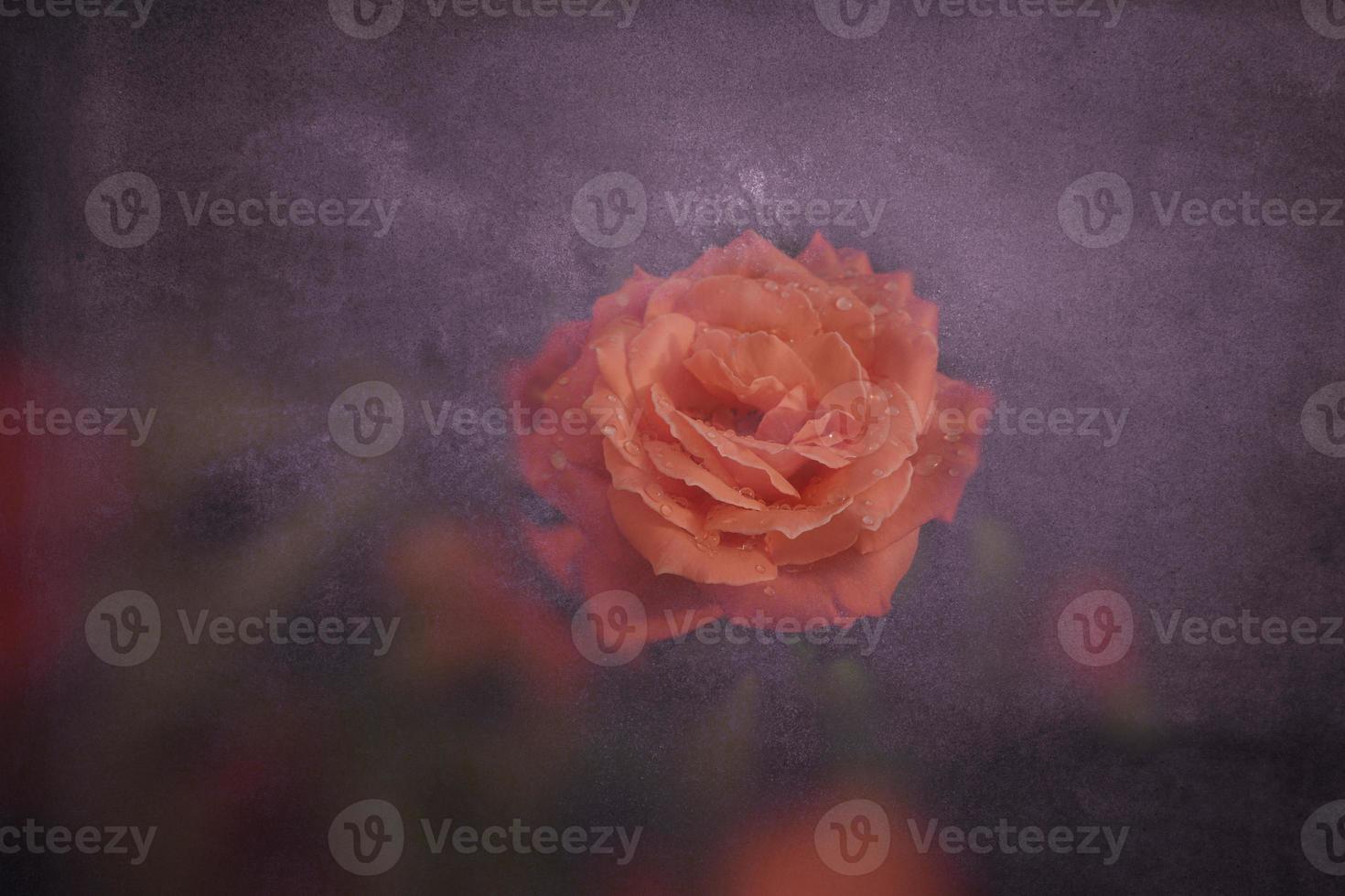 beautiful flower blossomed orange rose close-up photo