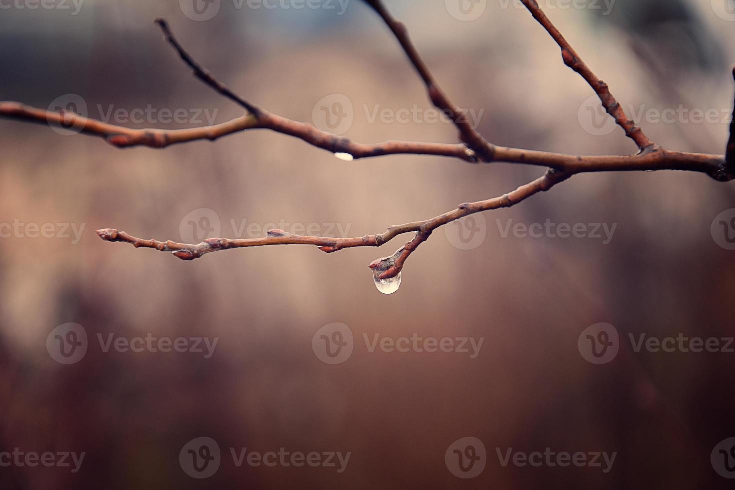 autumn plants with drops of water after the November freezing rain photo