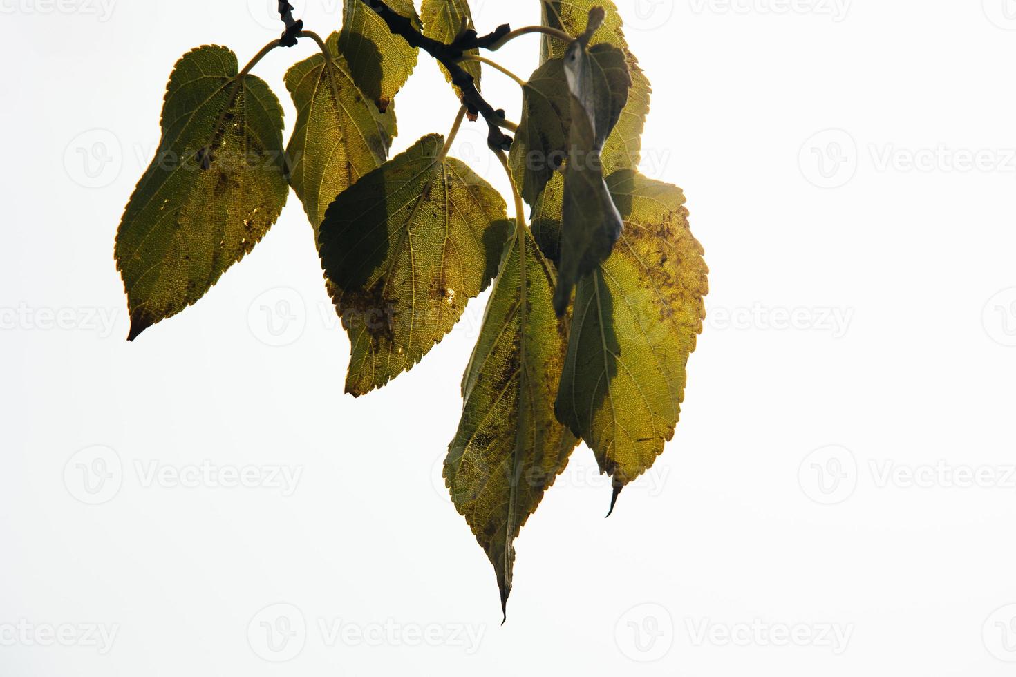 autumn golden leaves on a tree on a light background photo