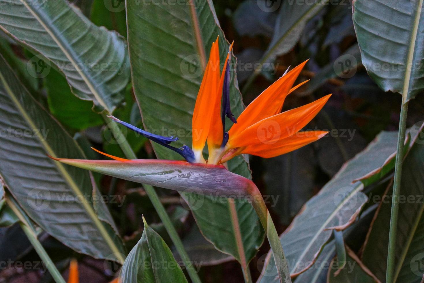 beautiful blooming Royal Strelitzia against the background of green leaves in a natural environment in the garden photo