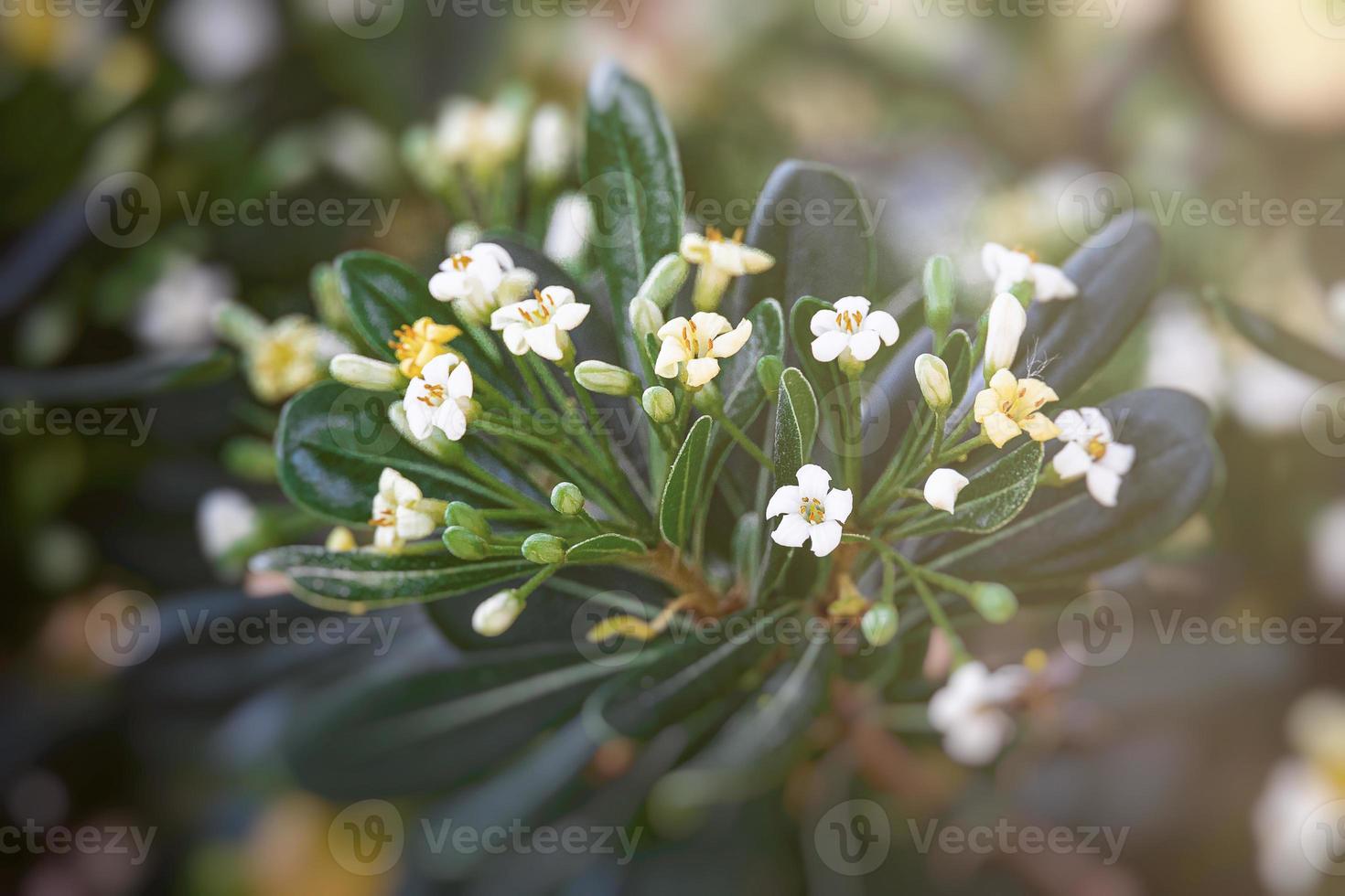 white flower of a bush close-up against a background of green leaves in sunshine spring day in the park photo