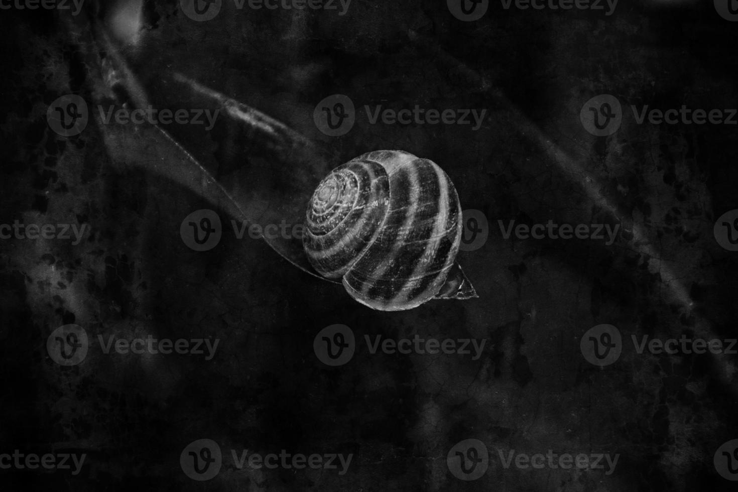 snail in a striped shell sleeping on the original purple plant making the background photo