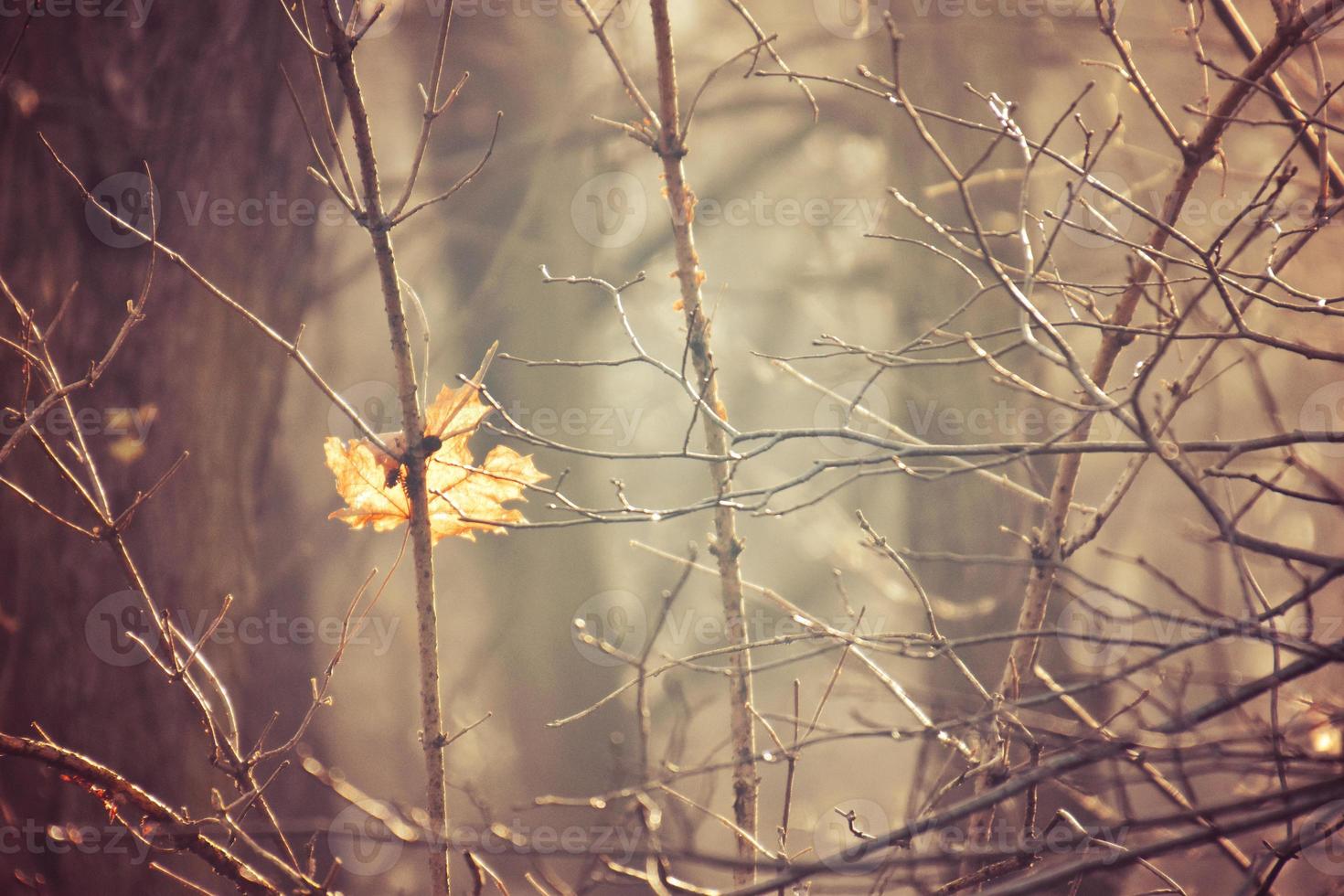 otoño ramas de un árbol vestido en hojas y gotas de lluvia brillante en el Dom foto