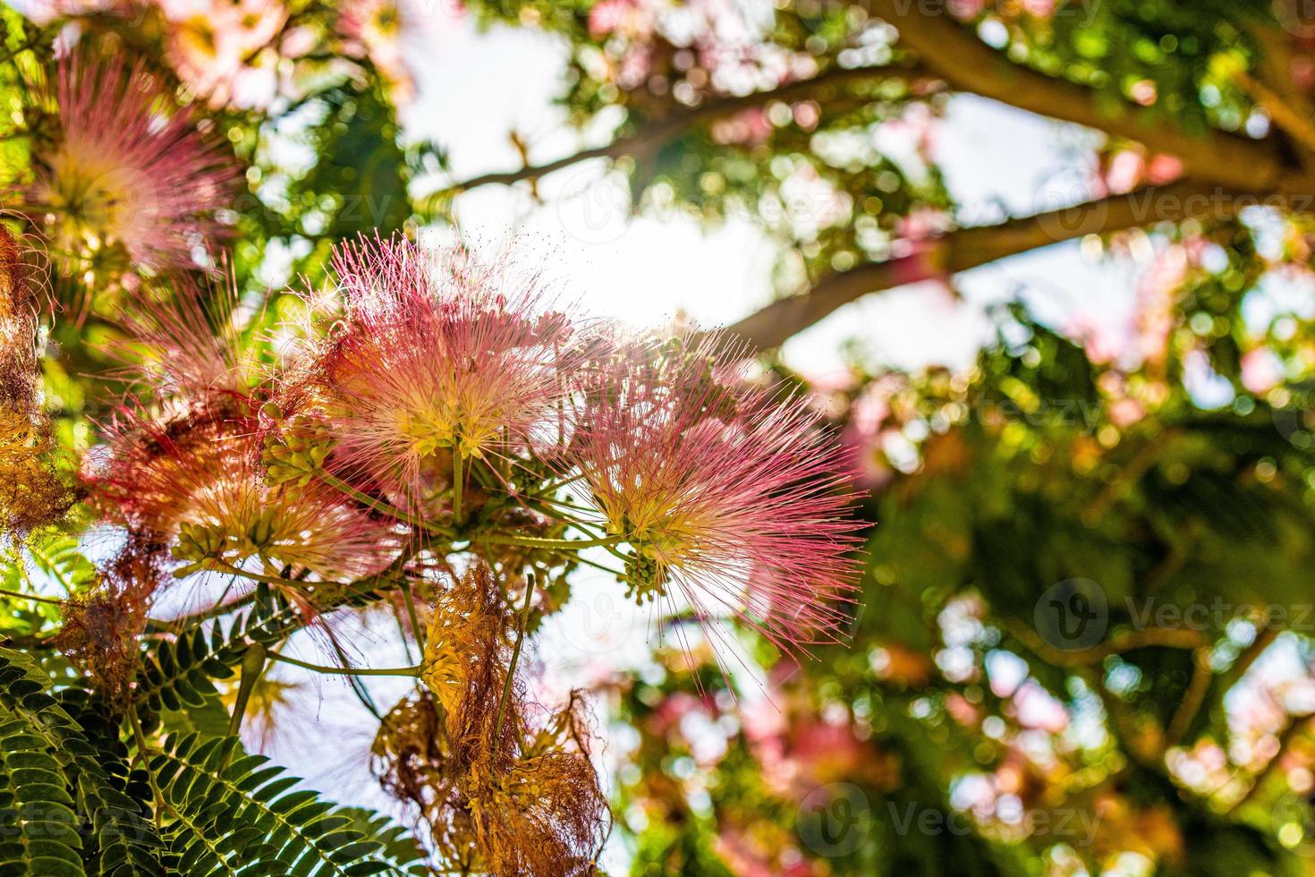 delicate Albizia Julibrissin tree on a warm sunny summer day in close-up photo