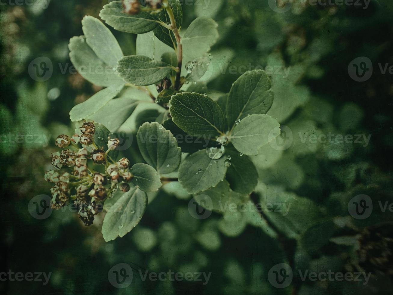 verano planta con gotas de lluvia en verde hojas foto