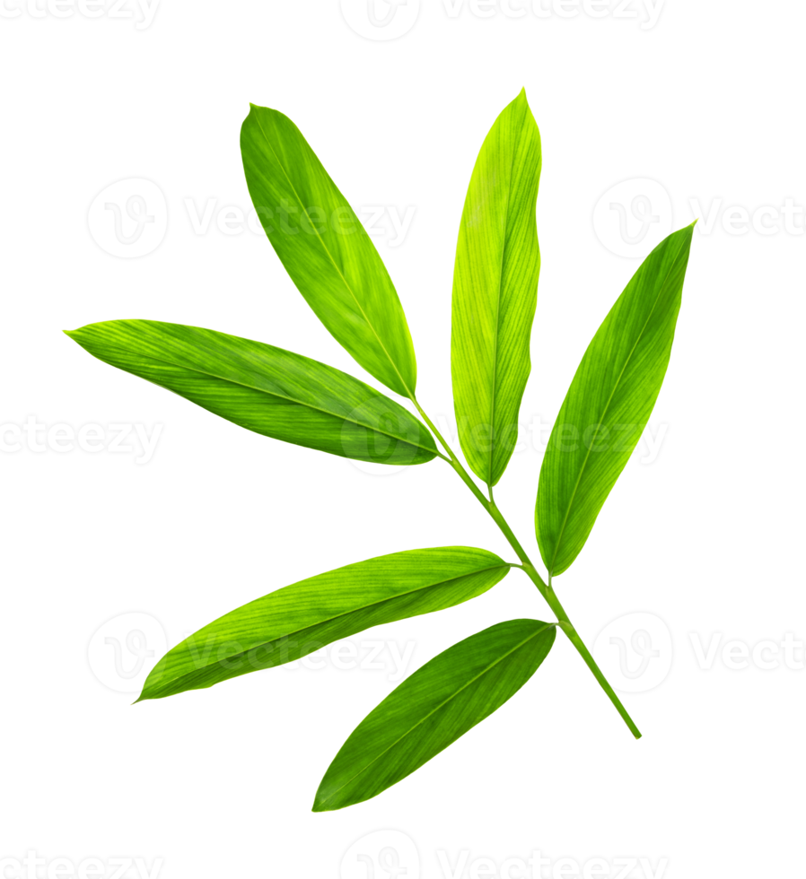 grön galangal löv mönster isolerat png
