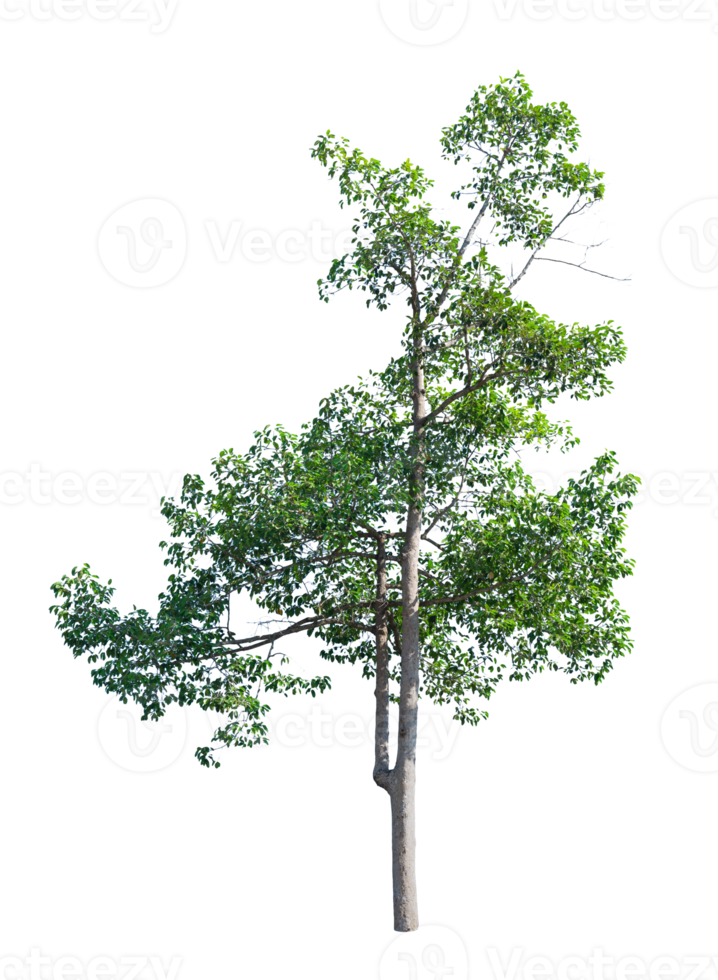 grüner Baum isoliert png