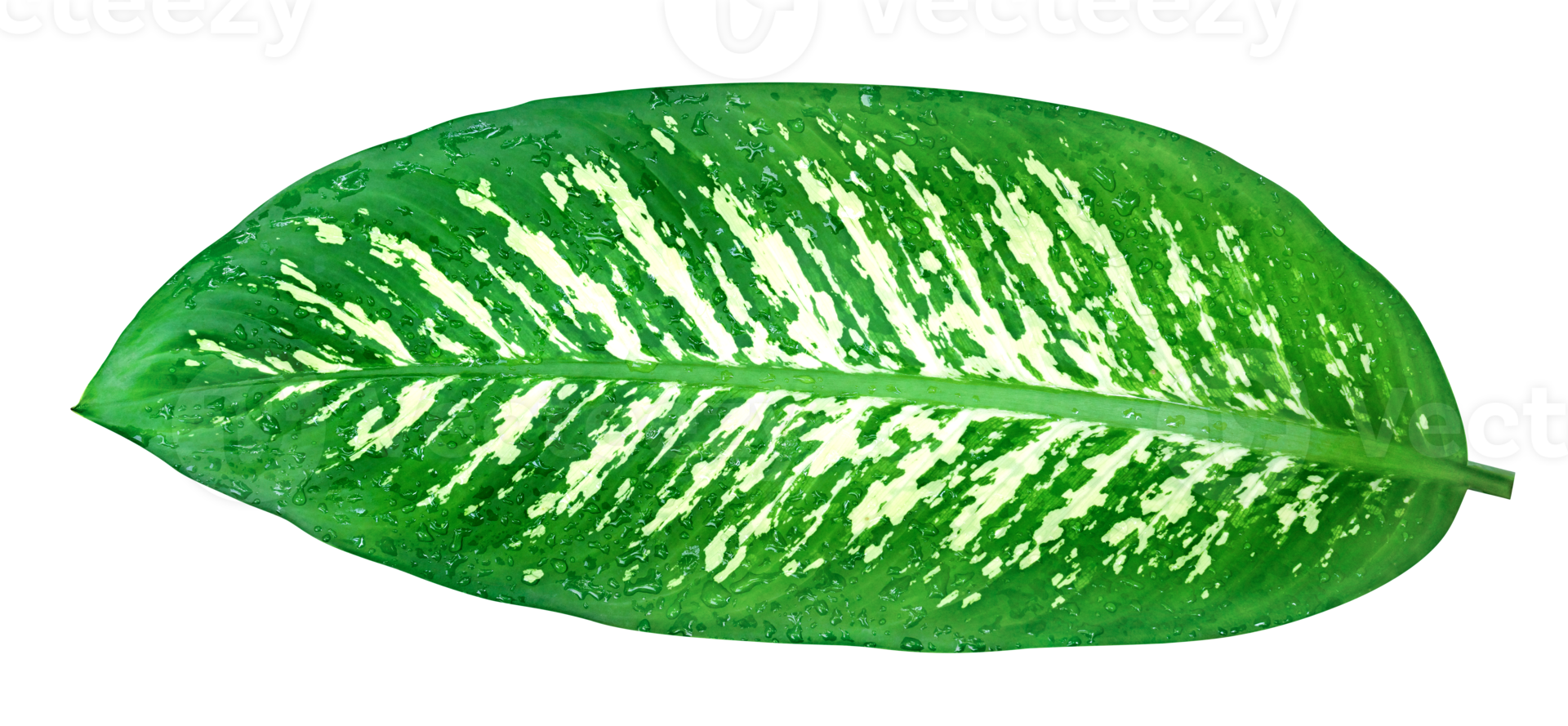 green leaves pattern of Dumb Cane foliage isolated, leaf exotic tropical png