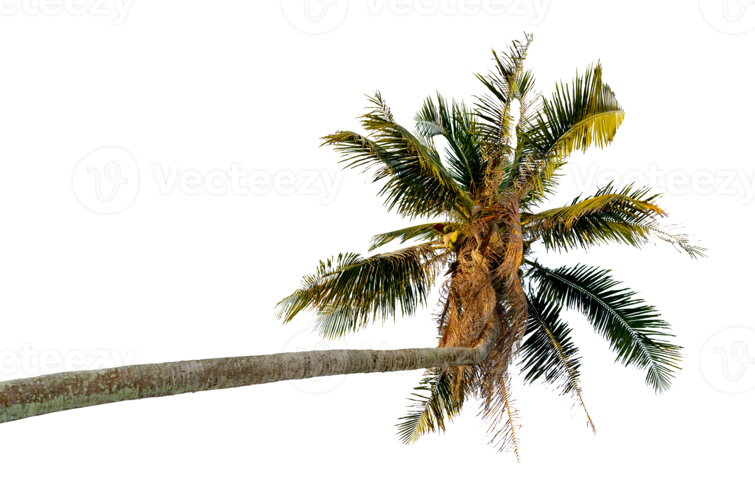 coconut tree bending Isolated png