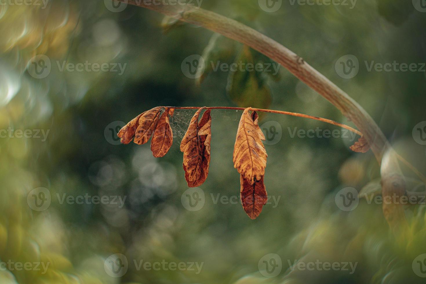 autumn gold brown leaves on a tree on a sunny day with bokeh photo